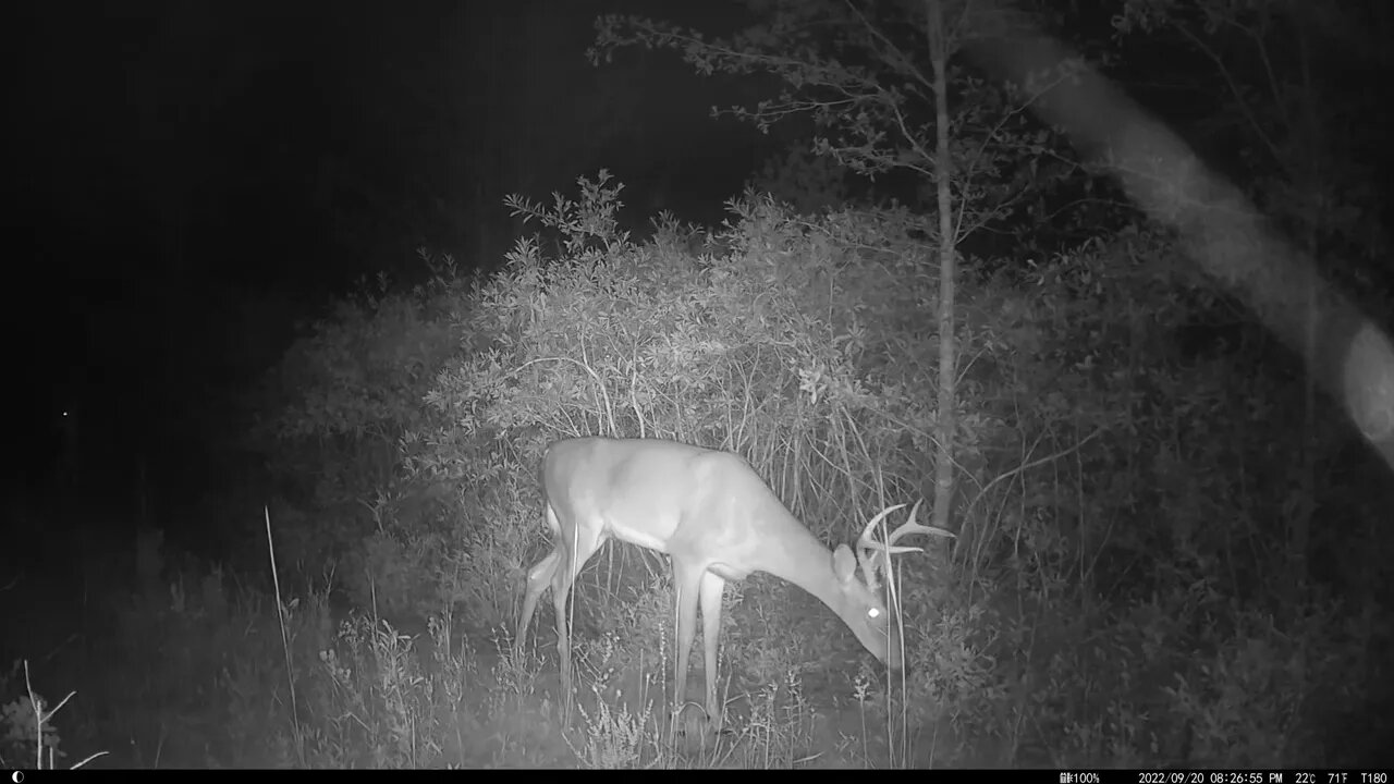 Mid month Sept trailcam, three bucks