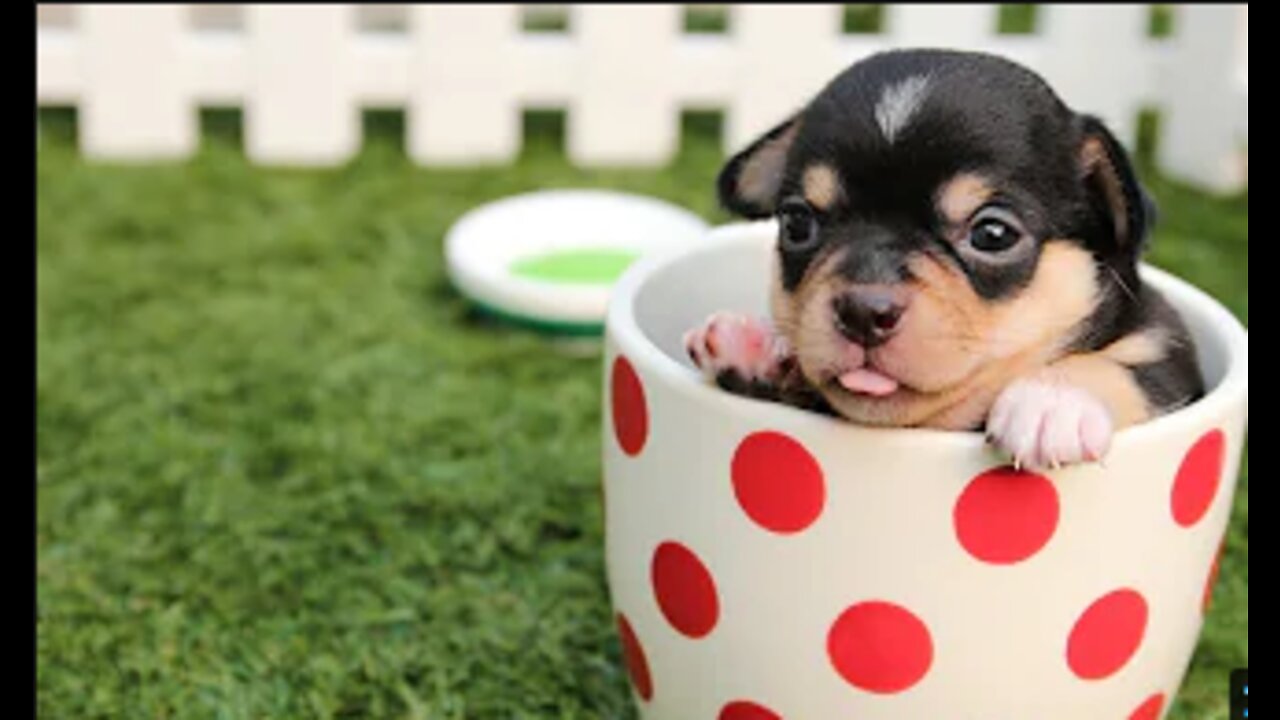 Cute Puppies Video |Cute Dog videos | cute animal video compilation