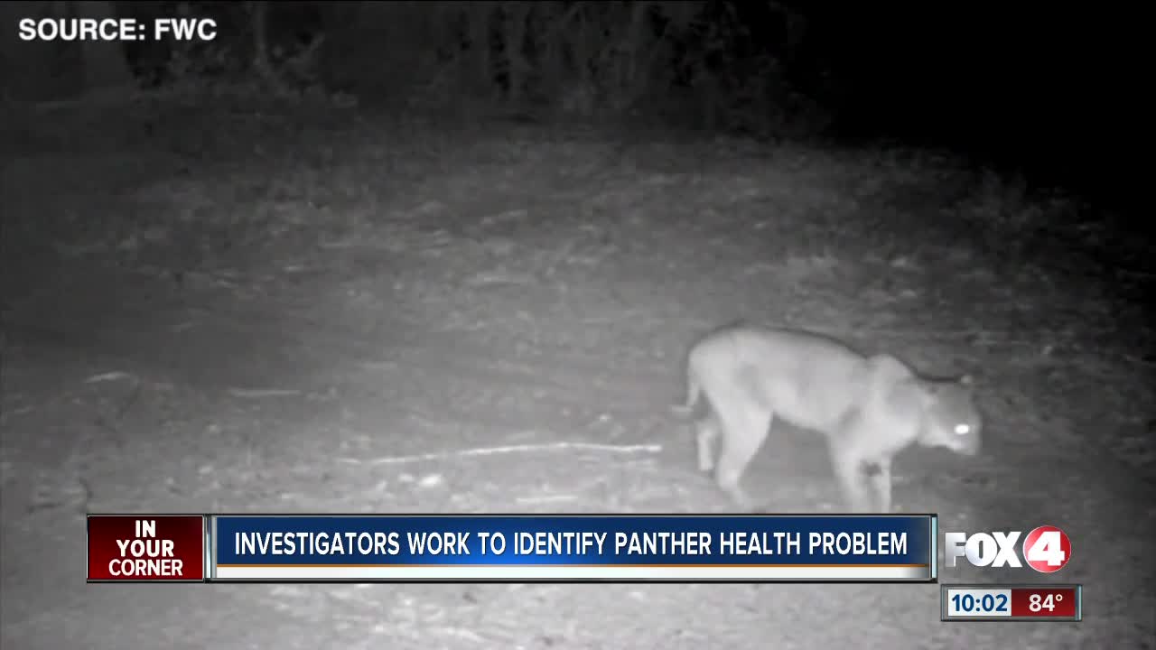 Panthers' walking trouble caused by spinal issue, veterinary neurologist says