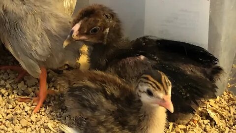 Guinea fowl keets and chicks