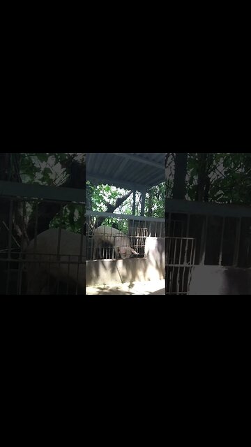 Peppa pig eats banana peels