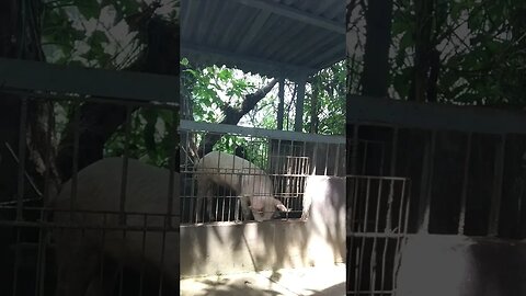 Peppa pig eats banana peels