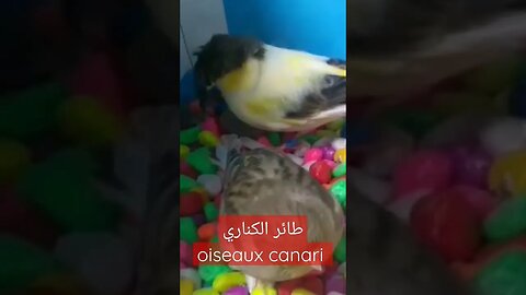 Canari-oiseau
