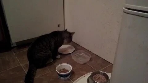 Dinner Time For The Stray.