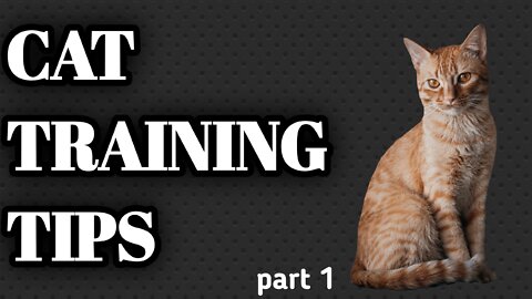 Cat training tips part 1