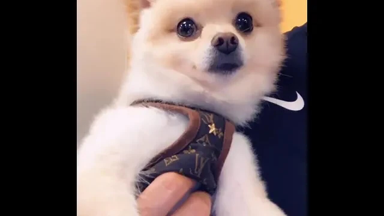 Get Ready to LOL with this Hilariously Adorable Puppy!