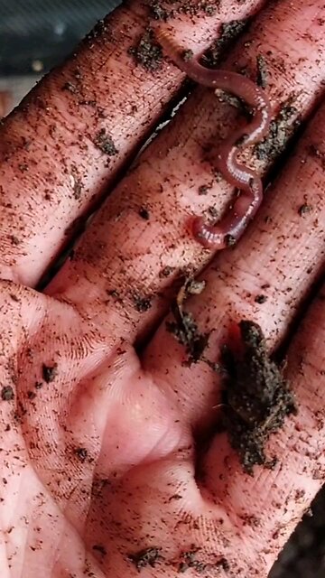 Red Wiggler Worm 🪱