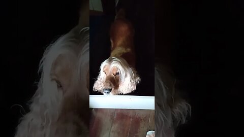 #dogshow , #animals , #dogs , #shorts