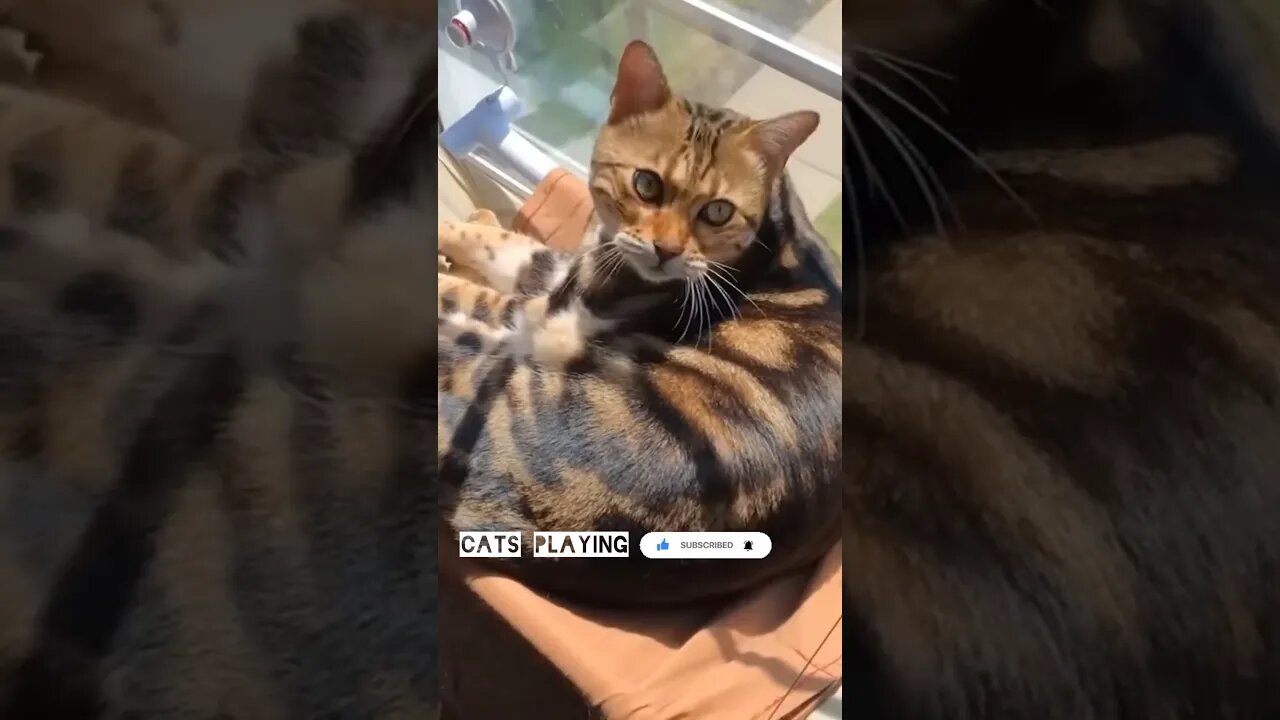 😂Funny Cats 2023😍#shortsfeed #cat