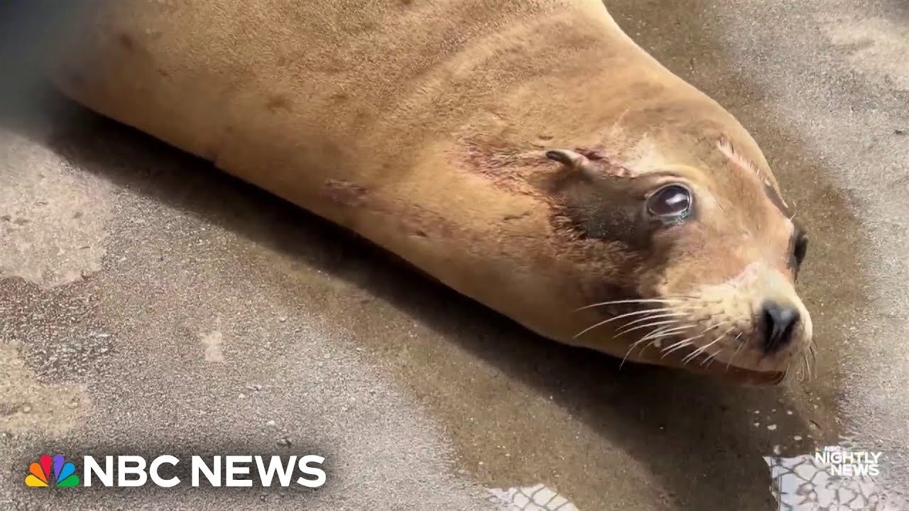 Researchers investigate dozens of sick sea lions along California coast