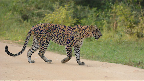 The beauty of the leopard