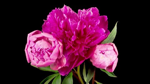 BLOOMING FLOWERS