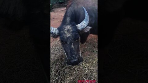 baby sitting on a buffalo