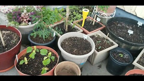 Garden Update June 12th, 2022 Pt 1