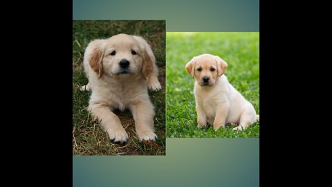 Funniest s cutest Labrador puppies #2 - funny puppy videos 2022