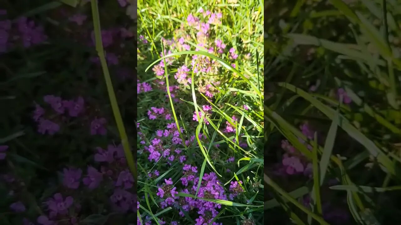 Creeping Thyme & Ground Cover 💐 #backyard #groundcover