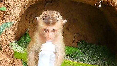 Poor kley monkey was so happy that I bought milk while it was raining heavily-8