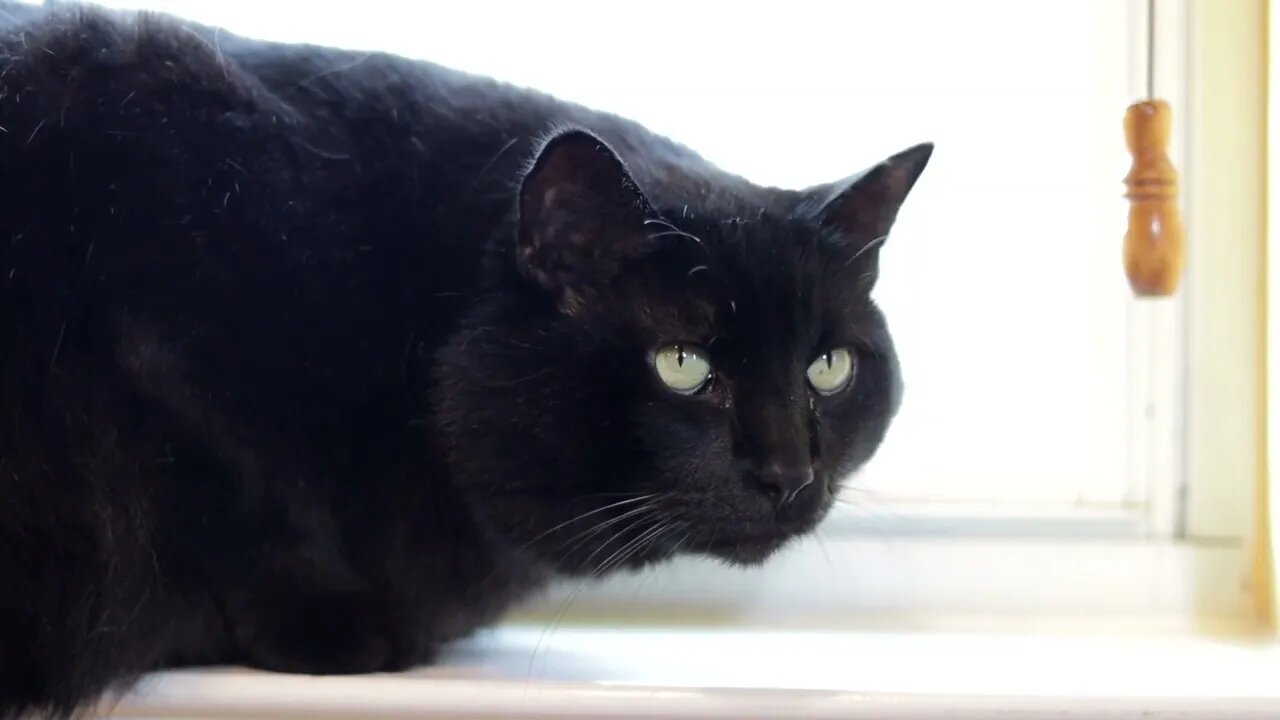 cats funny video#shorts#cats#catsanddogs #