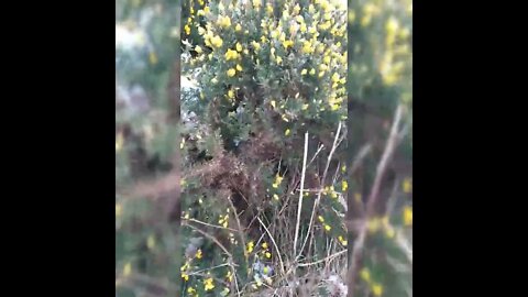 Gorse,golden flowers