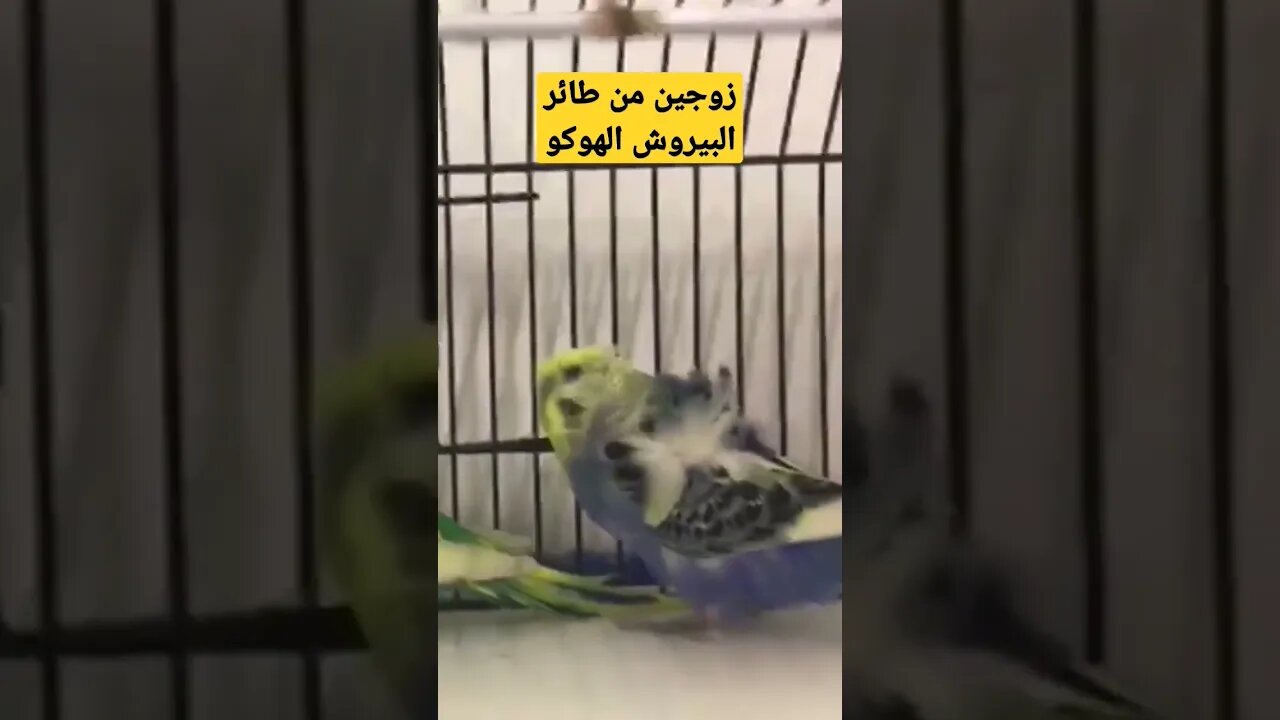 مسابقة أفضل زوجين من طائر البيروش هوكو