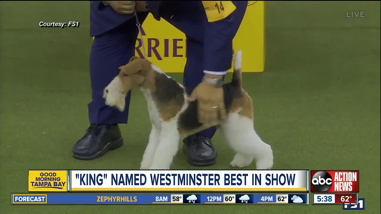 Wired to win: Wire fox terrier named best in show at 143rd Westminster Kennel Club dog show