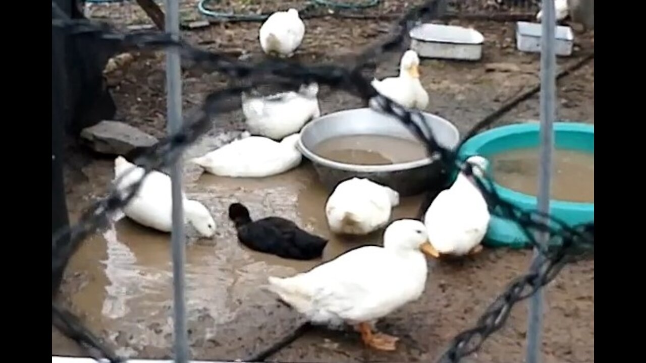 Ducks Swimming in a Mud Puddle