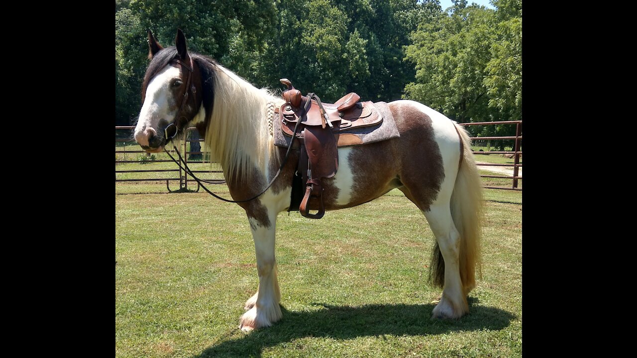 Gypsy Horse Maia and Daughter Blue Re-United