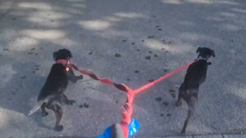 The historic and current IMPACT of taxing DOG OWNERSHIP TAXES. The real reasons are that of CONTROL