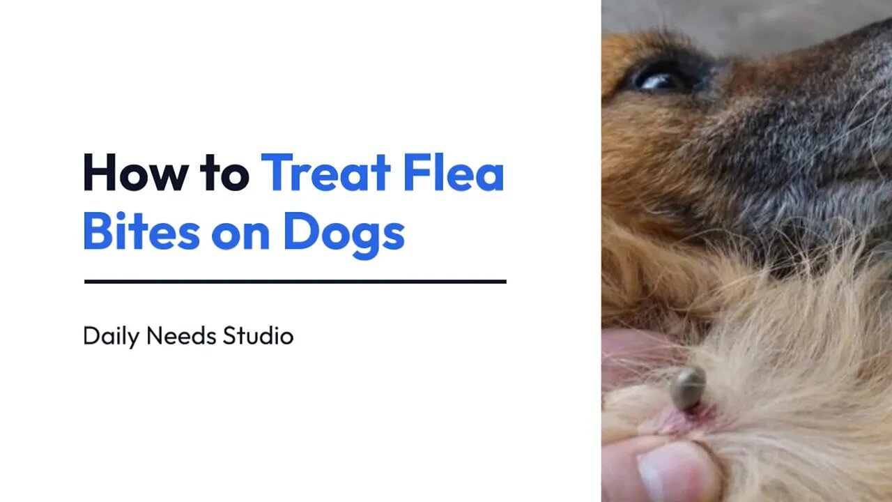 How to Treat Flea Bites on Dogs | 15 Steps | Daily Needs Studio