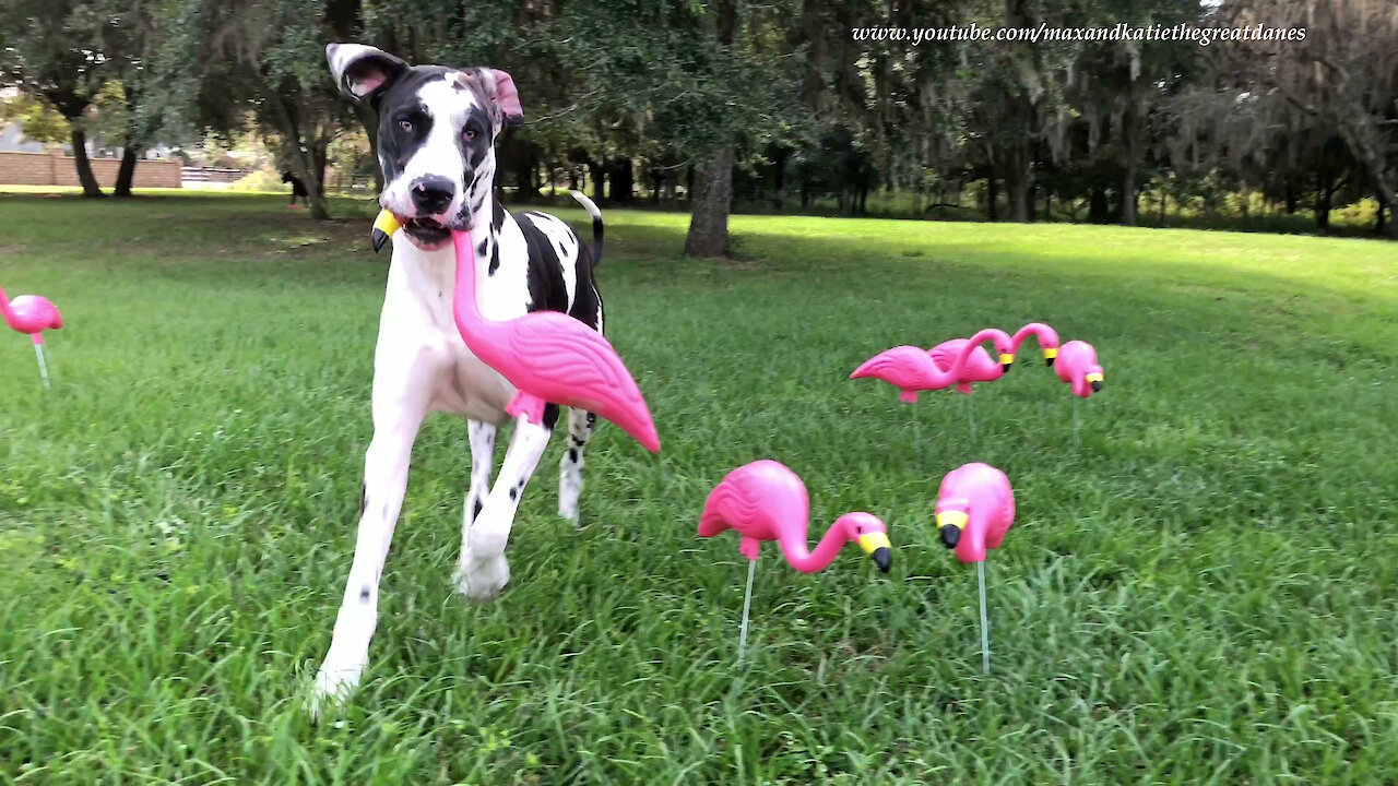 Great Danes Have Fun Getting Flocked By Pink Flamingo Birthday Surprise