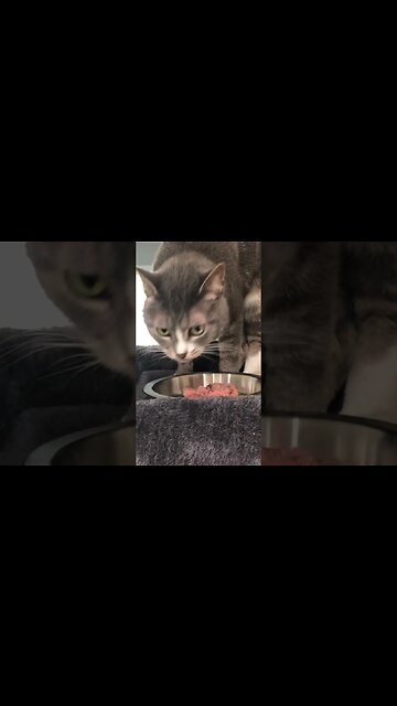 Beginner friendly raw cat food recipe #shorts