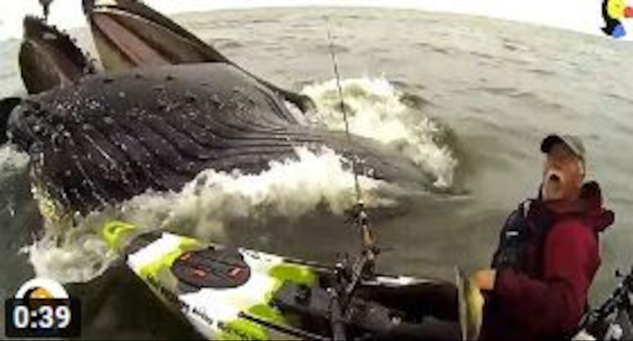 HUGE Whale Surprises Guy on Kayak