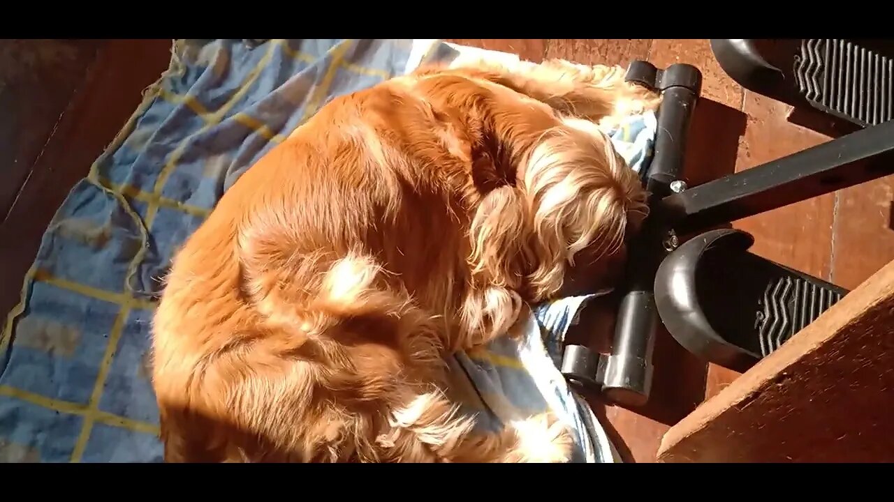 #dogshow , #animals , #dogs