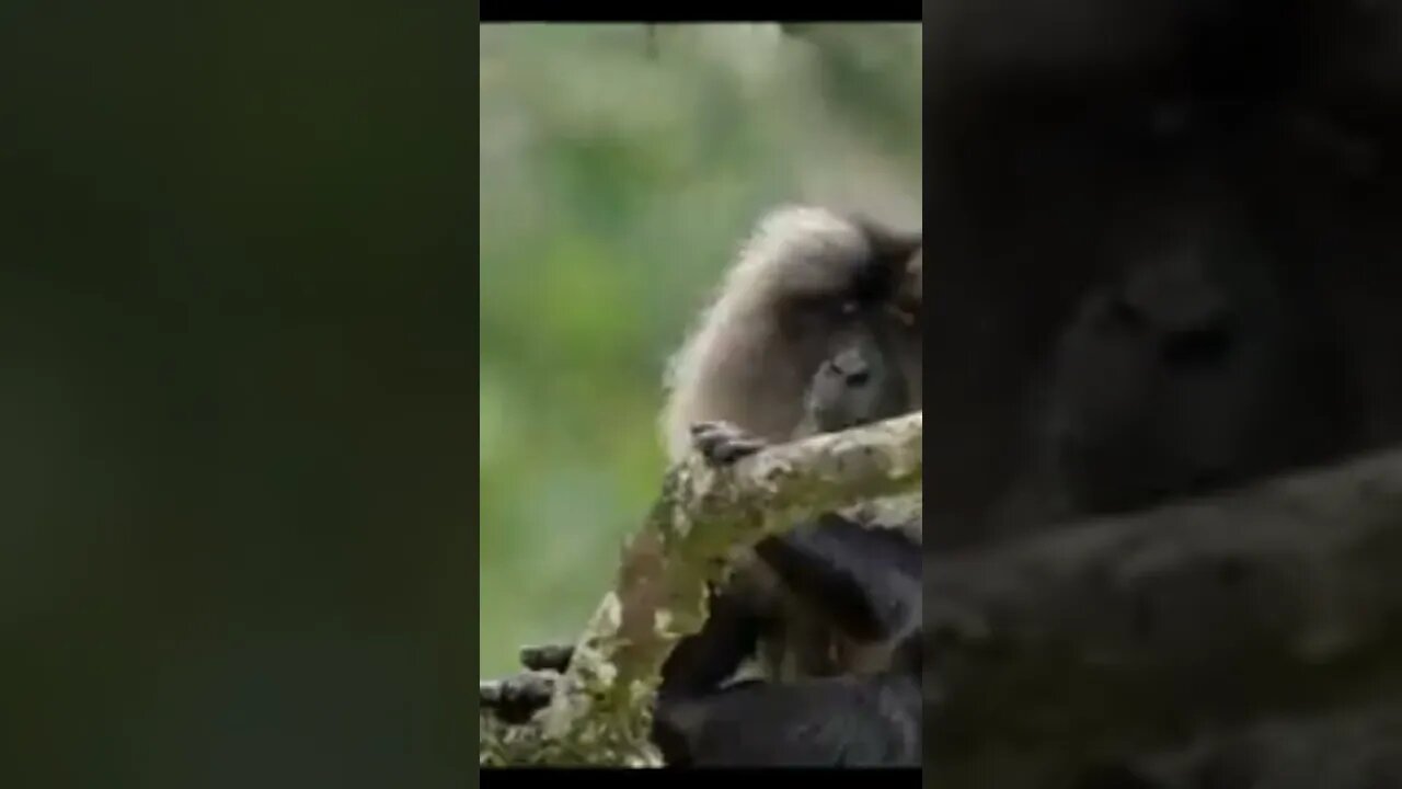 Lion tailed Macaques #animals #shorts