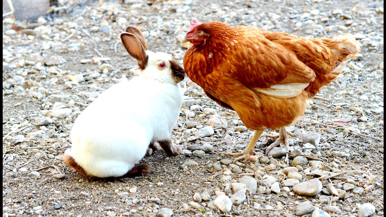 Mochi rabbit hanging out with his Chickens