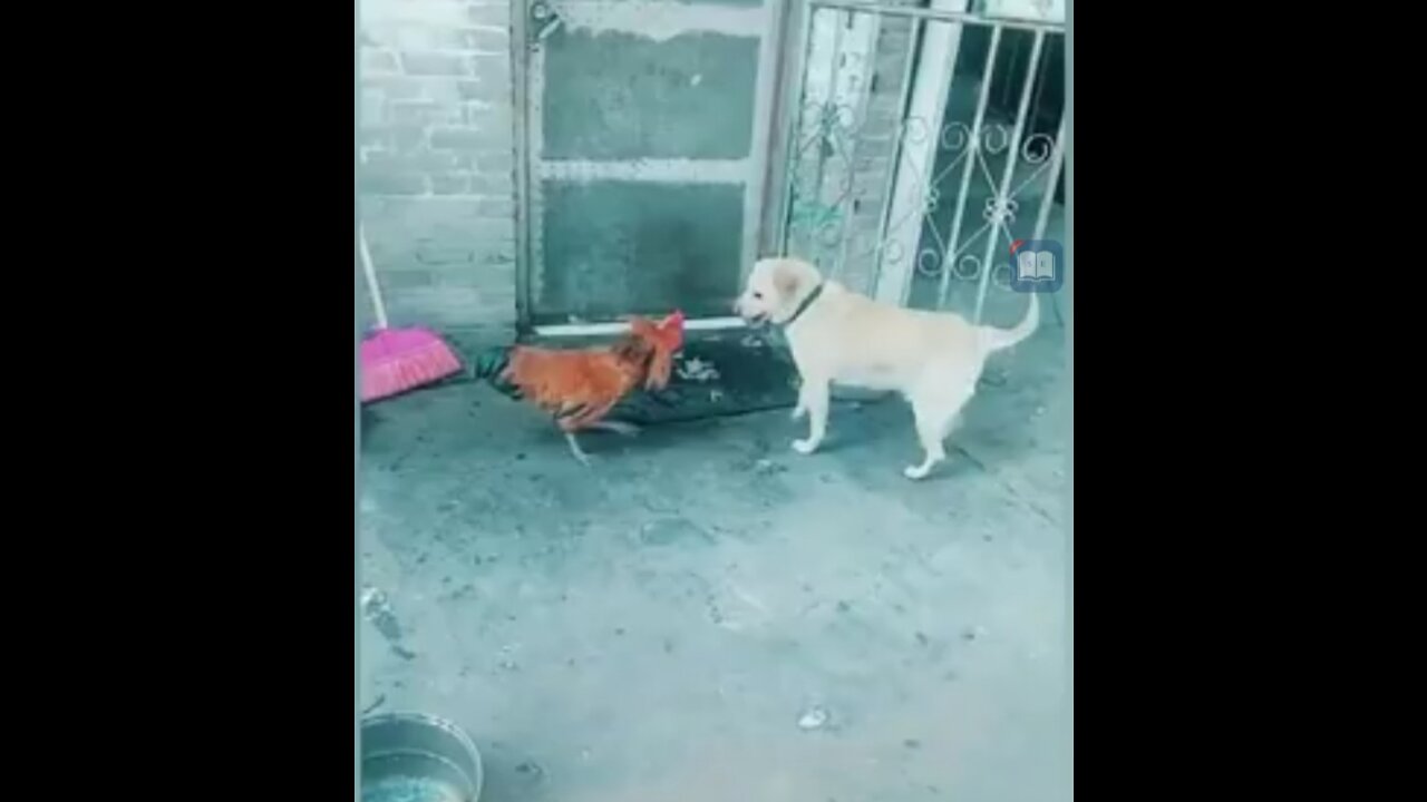 Chicken vs dog fight funny dog fight 2021