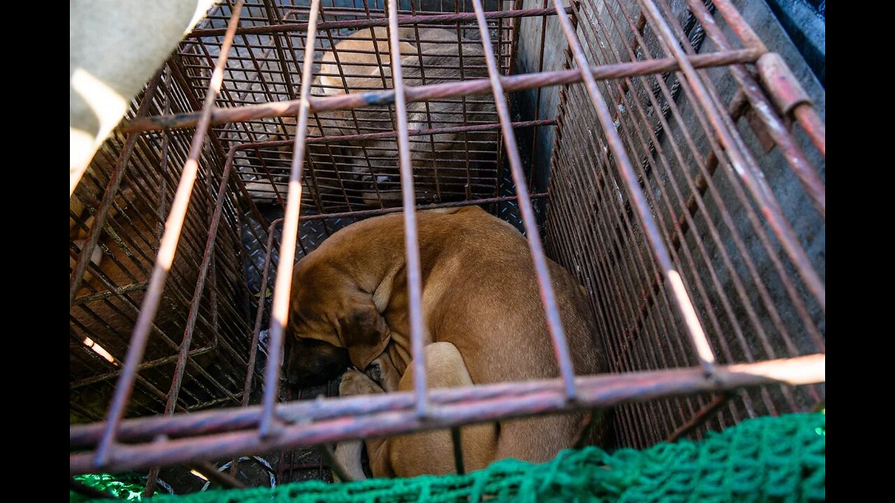 South Korea Says No More to Dog Meat