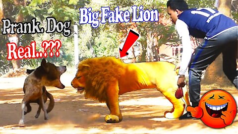 Dogs reactions to false tiger and lion