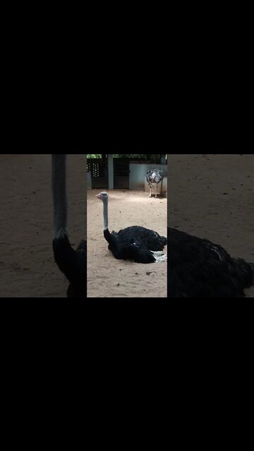 The large bird Ostrich lays eggs in there premises. Get a close up view.