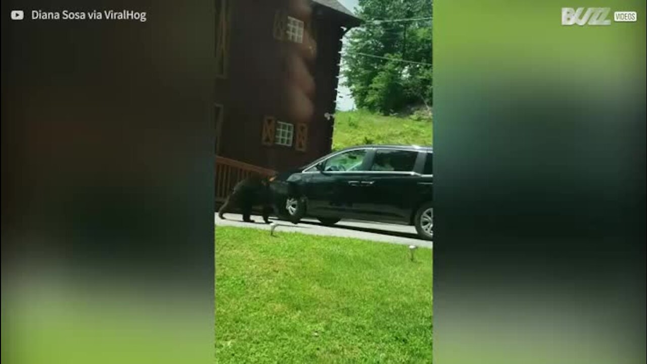 Un ours ouvre la porte d'une voiture et monte dedans