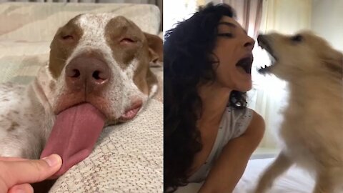 Having a Bad Day? Watch This Video Until the End 😂🐶 Angry - Funny Dogs(REALLY FUNNY)