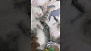 Cute Cats Purring #cats #shorts #catshorts #ytshorts #youtubeshorts