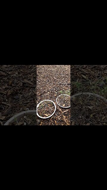 Food Garden in Progress #short #garden #organic