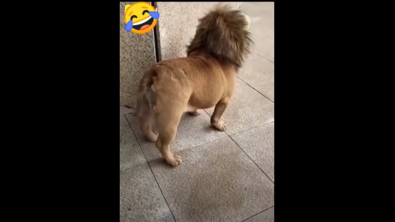 Dog funny Short Video #