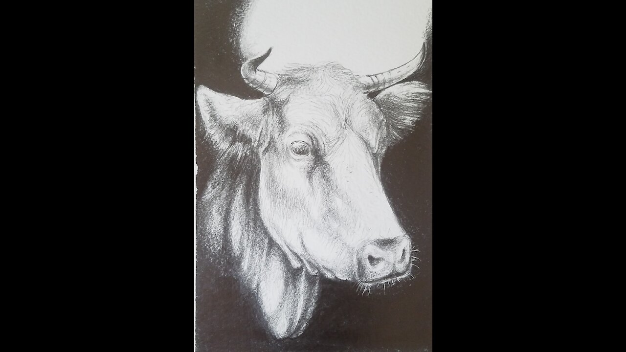 Bull Drawing|pencil tutorial