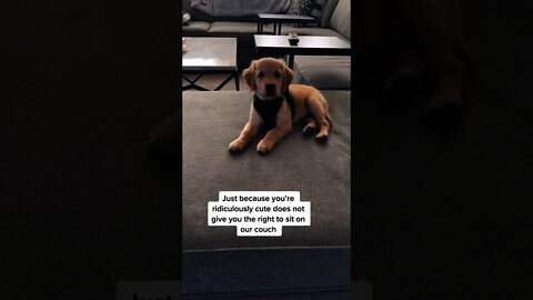 Excuse Me sir Why Are You So Cute 🥰Cute Dogs - Try not to Laugh #shorts