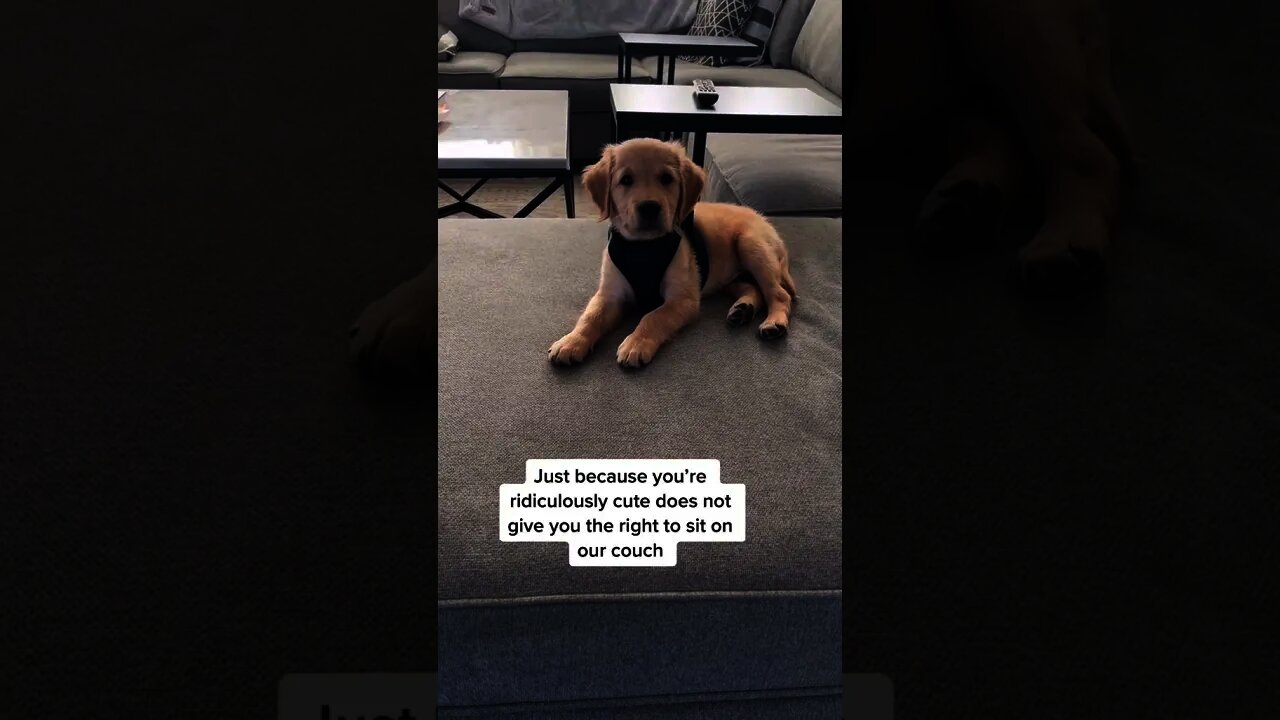 Excuse Me sir Why Are You So Cute 🥰Cute Dogs - Try not to Laugh #shorts