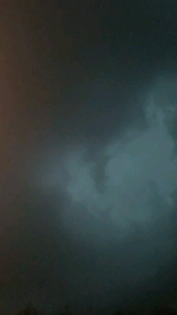 homeless dog at the homestead