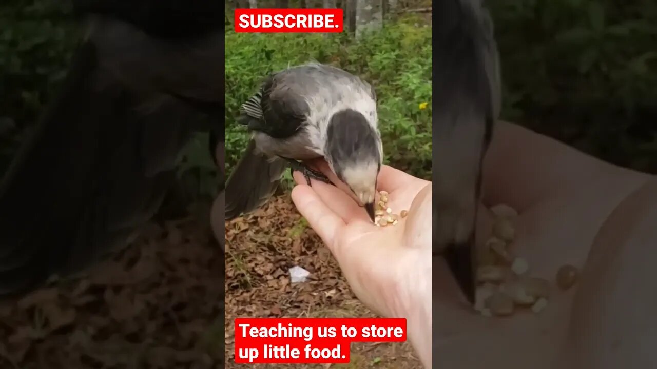 Be like this bird and prepare for whats coming! #shorts #hungrybirds