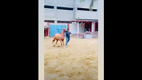 Playing With My Horse
